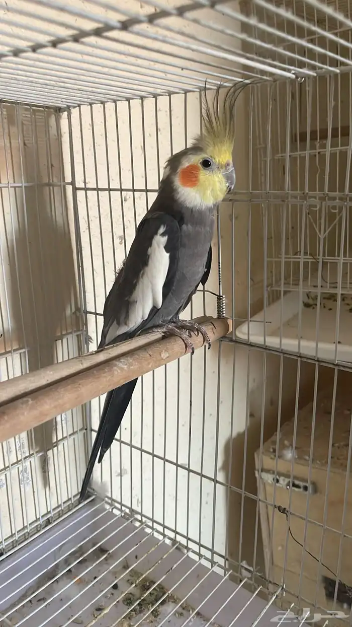 ذكر كروان (تم البيع ) 1