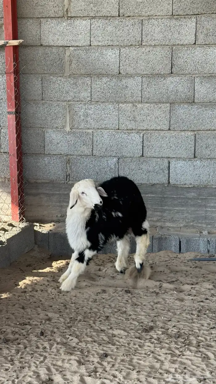 طلي نجدي بيشه 5