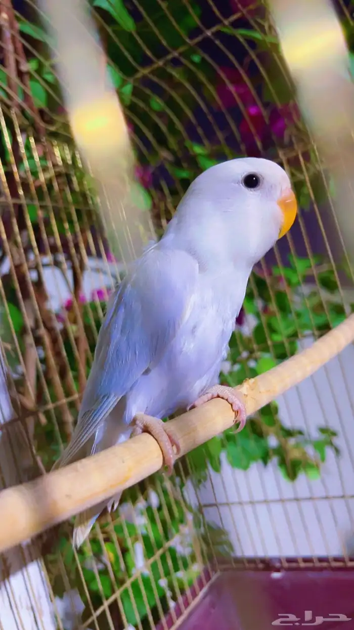 انثى روز جاهزه 0
