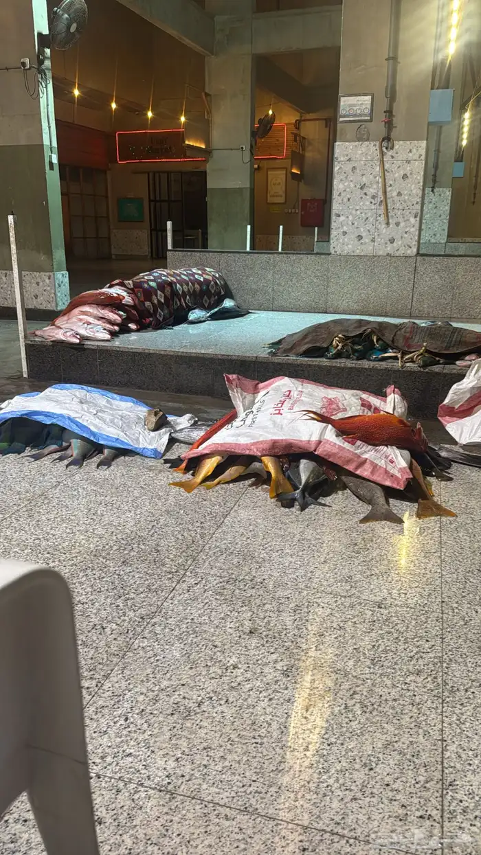 اسماك ينبع البحر صيد سعوديين 14