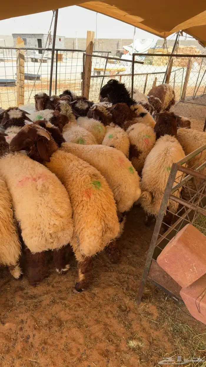 نعيم بلدي للزواجات وتمايم تقييم 100 زبون 5