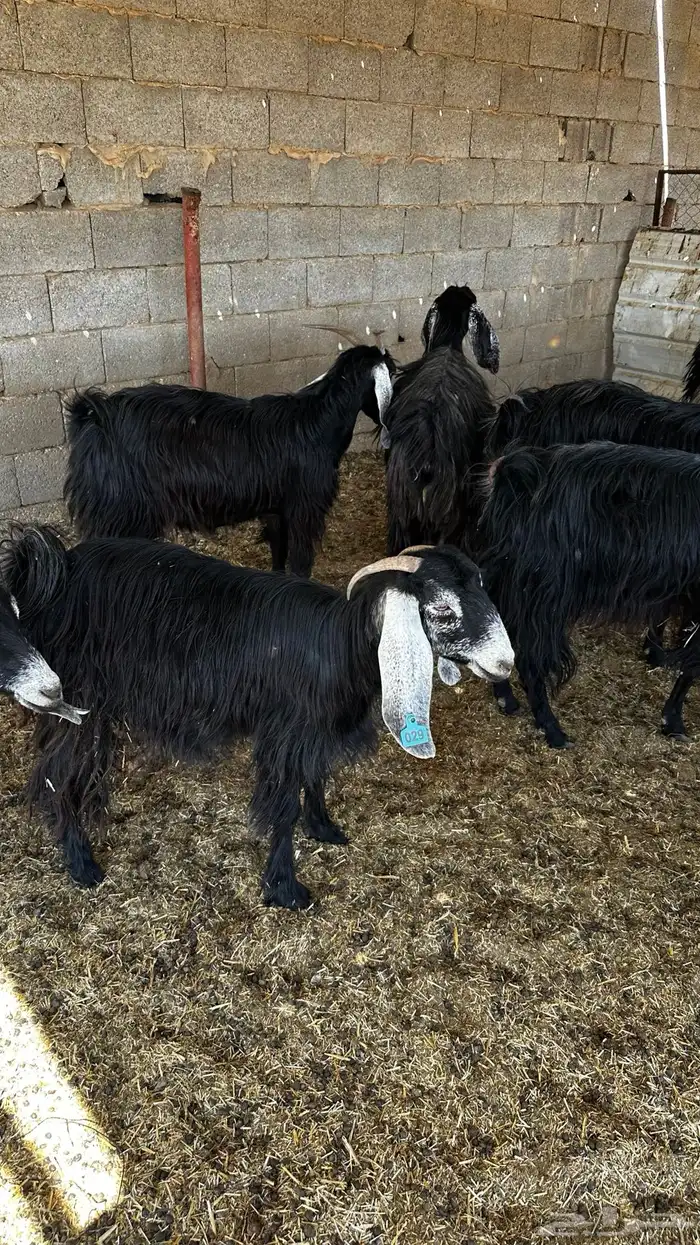 معزاء مضاريع تم البيع 3