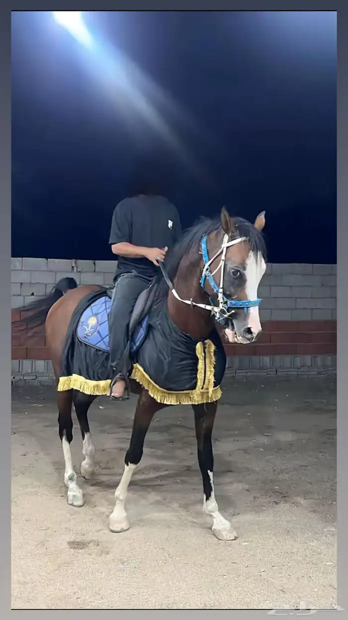 خيل عربي اصيل 1