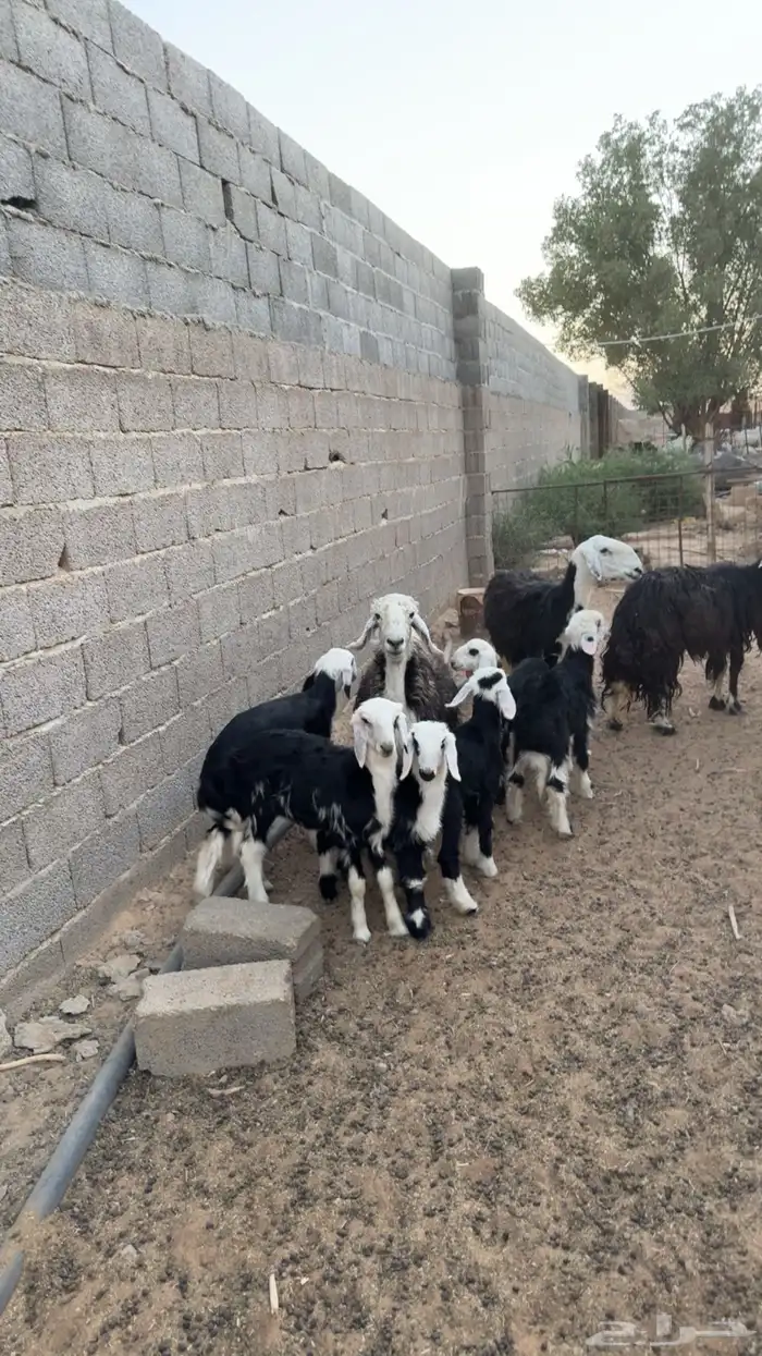 نجد متابيع 2