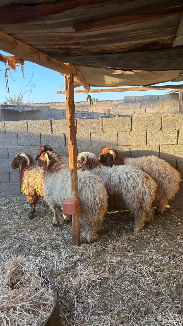 خرفان نعيمي جذعان 0