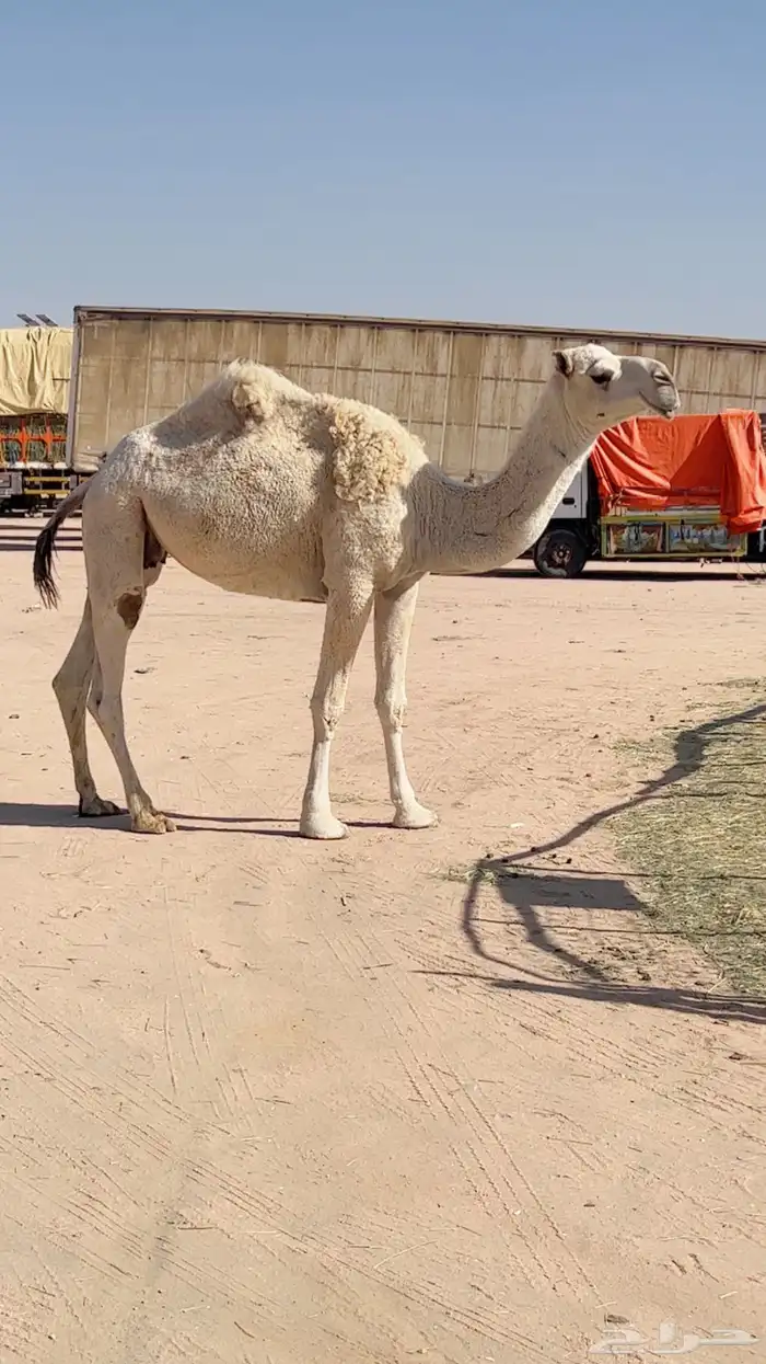 ابل مخض للبيع 5