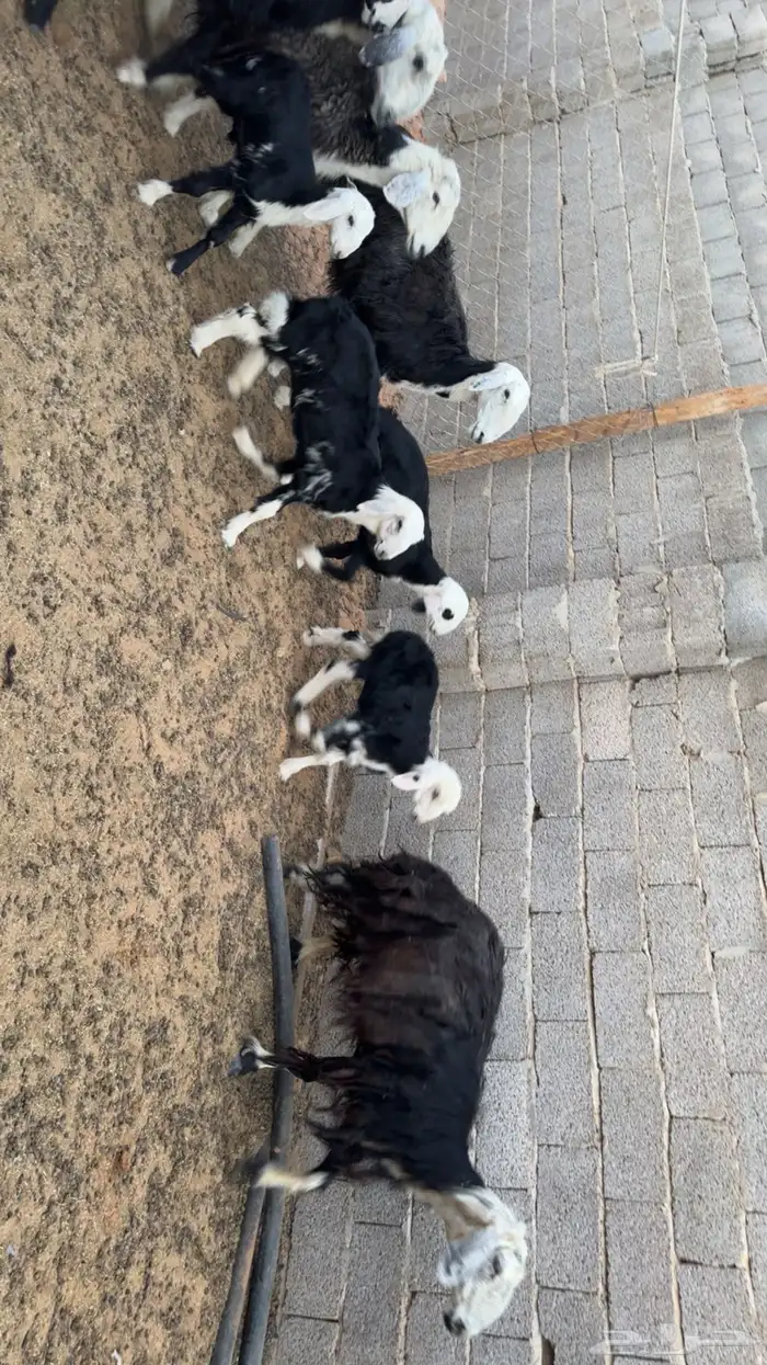 نجد متابيع 1