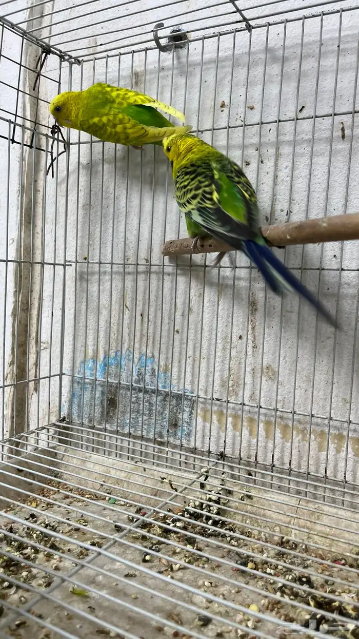 اجوز عصافير بعيالهم 4