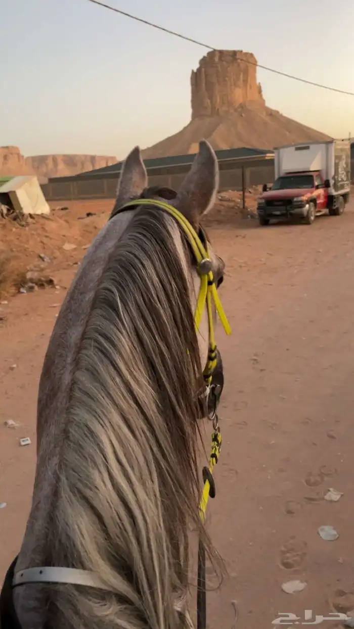 عندي حصان واهو. للبيع 8