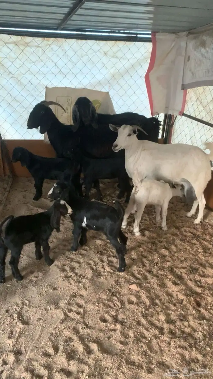 معزا متابيع للبيع 0