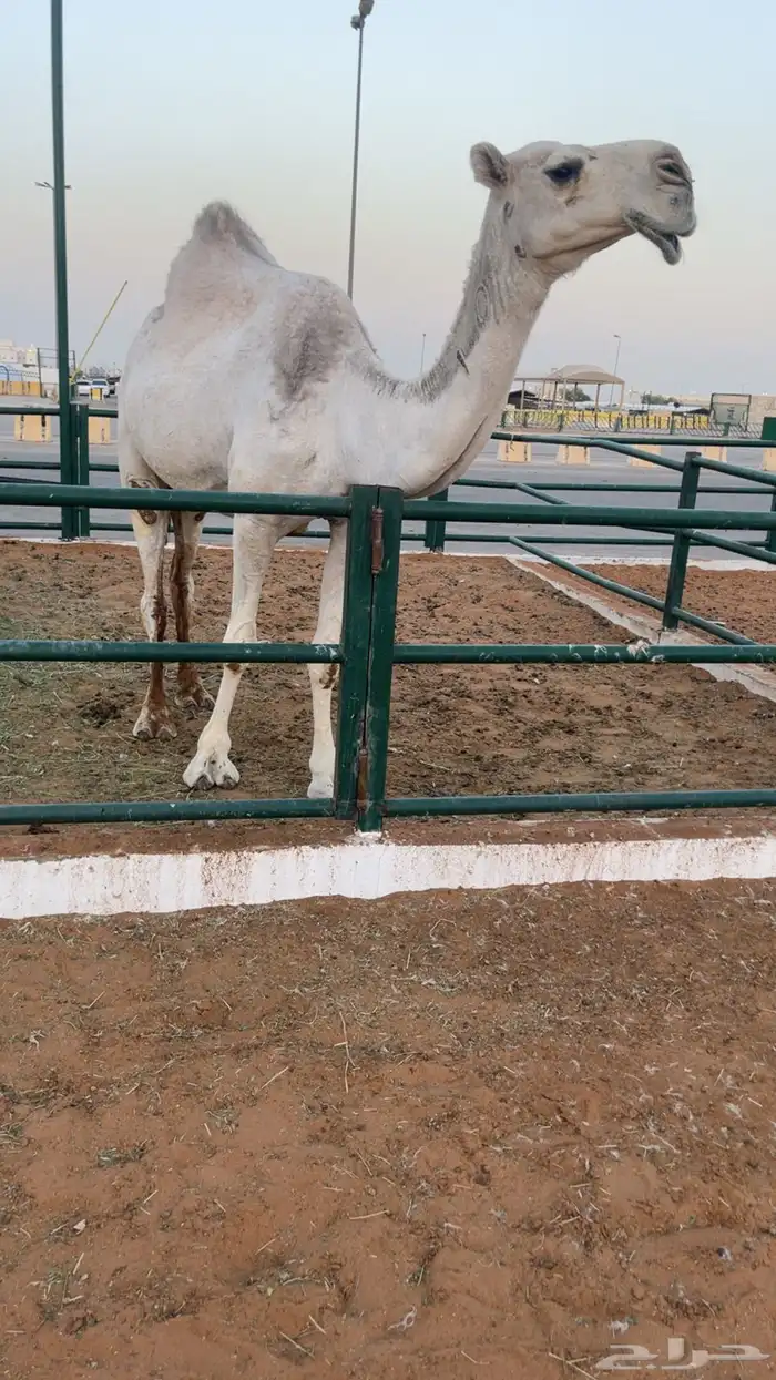 للبيع ضريبه 1