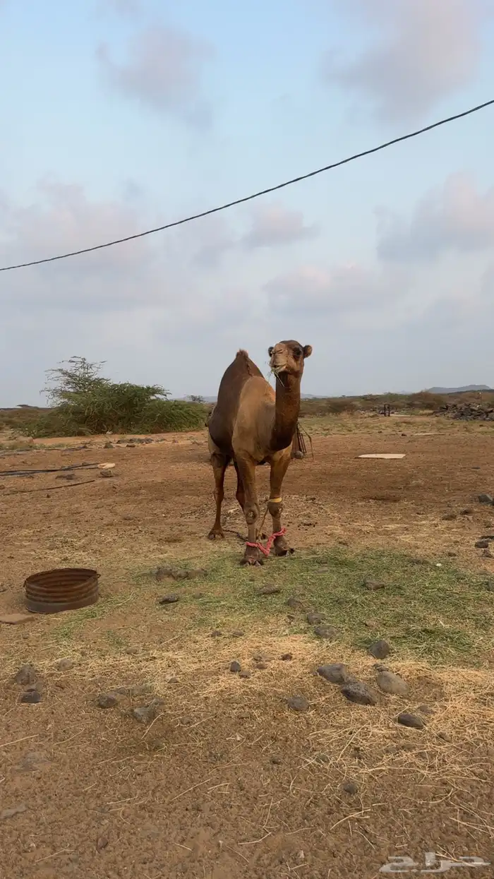 بعير فحل ساحلي 0