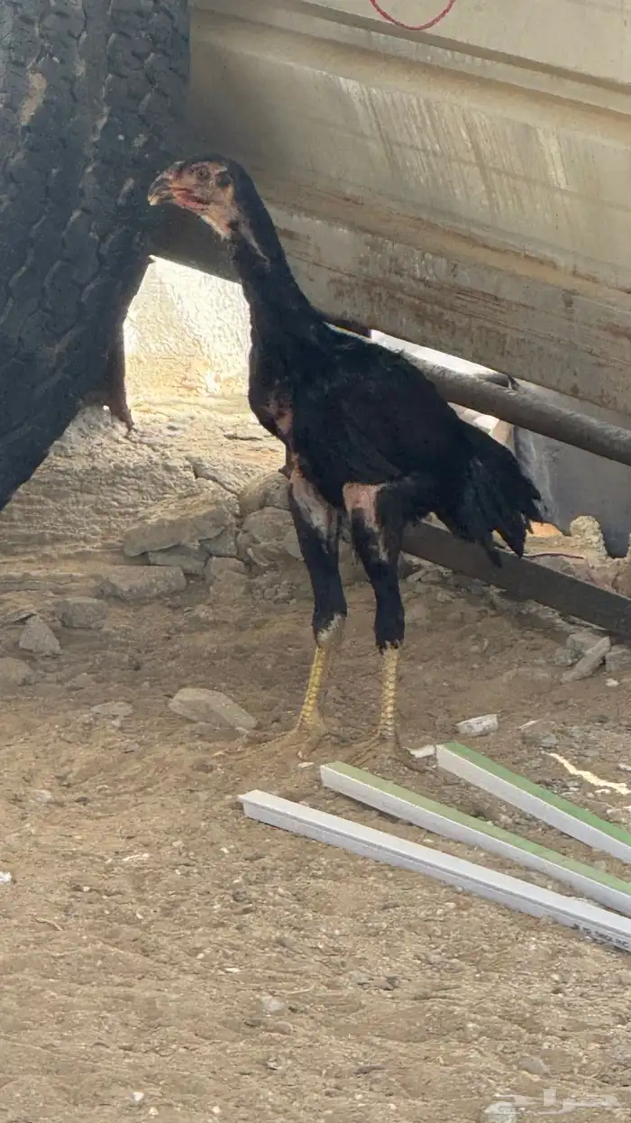 فرخة شامو الماني 1