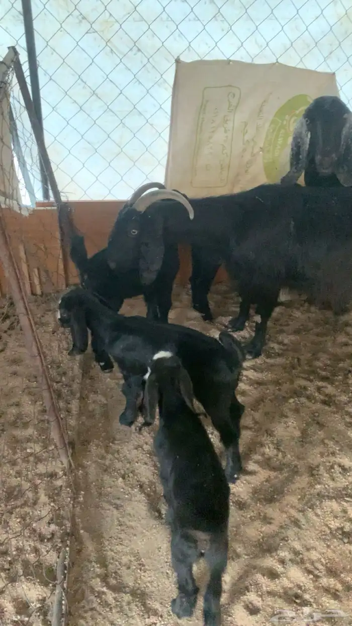 معزا متابيع للبيع 4