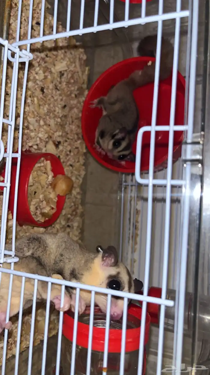 سناجب للبيع 2 1