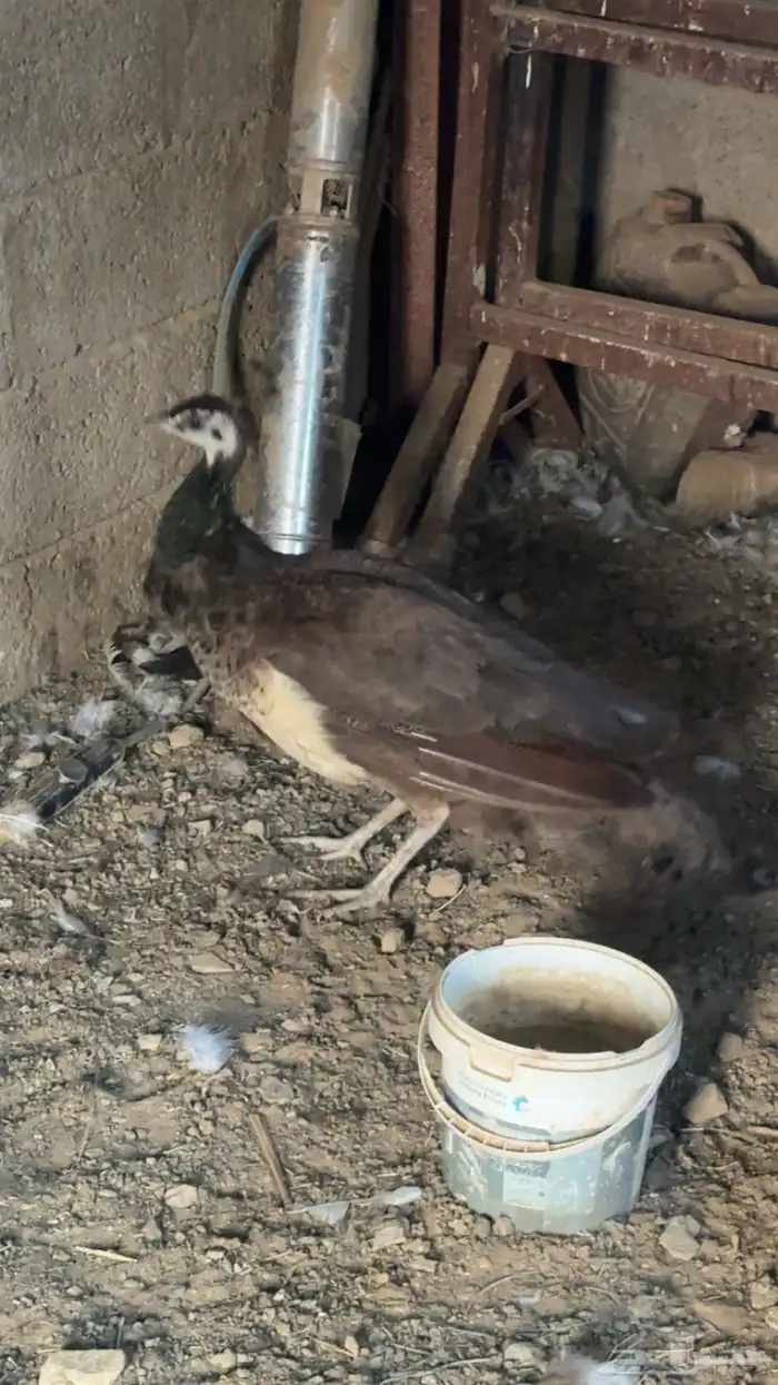 انثى طاؤوس 1