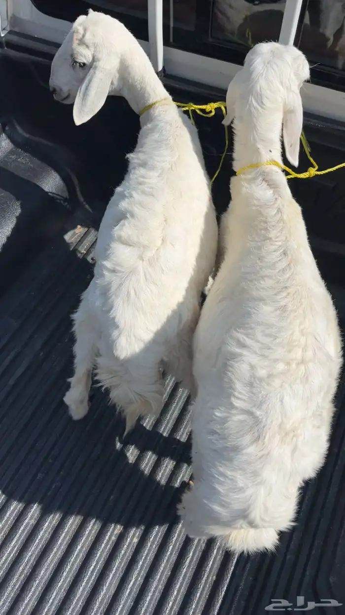 للبيع طليان 0