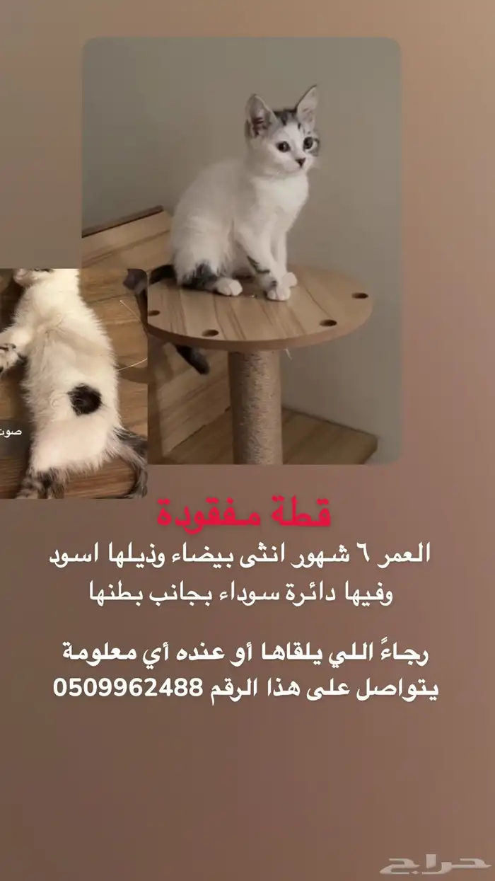 قطة مفقودة في الشرائع مخطط 2 0