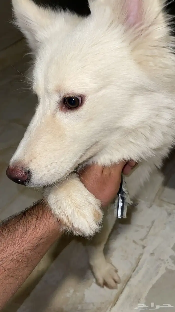 كلب هاسكي للبدل بكلب حراسة معه كرت تطعيماته 3