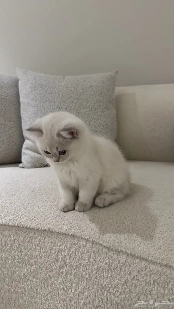 قطط سكوتش فولد وستريت للبيع 3
