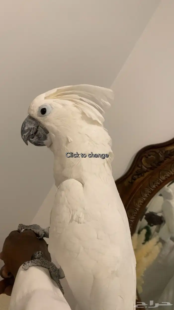 كوكاتو 0