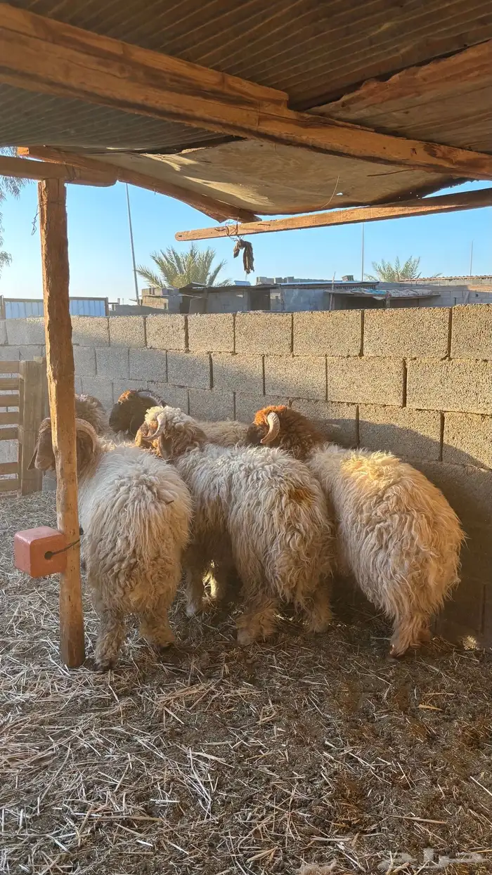 خرفان نعيمي جذعان 1