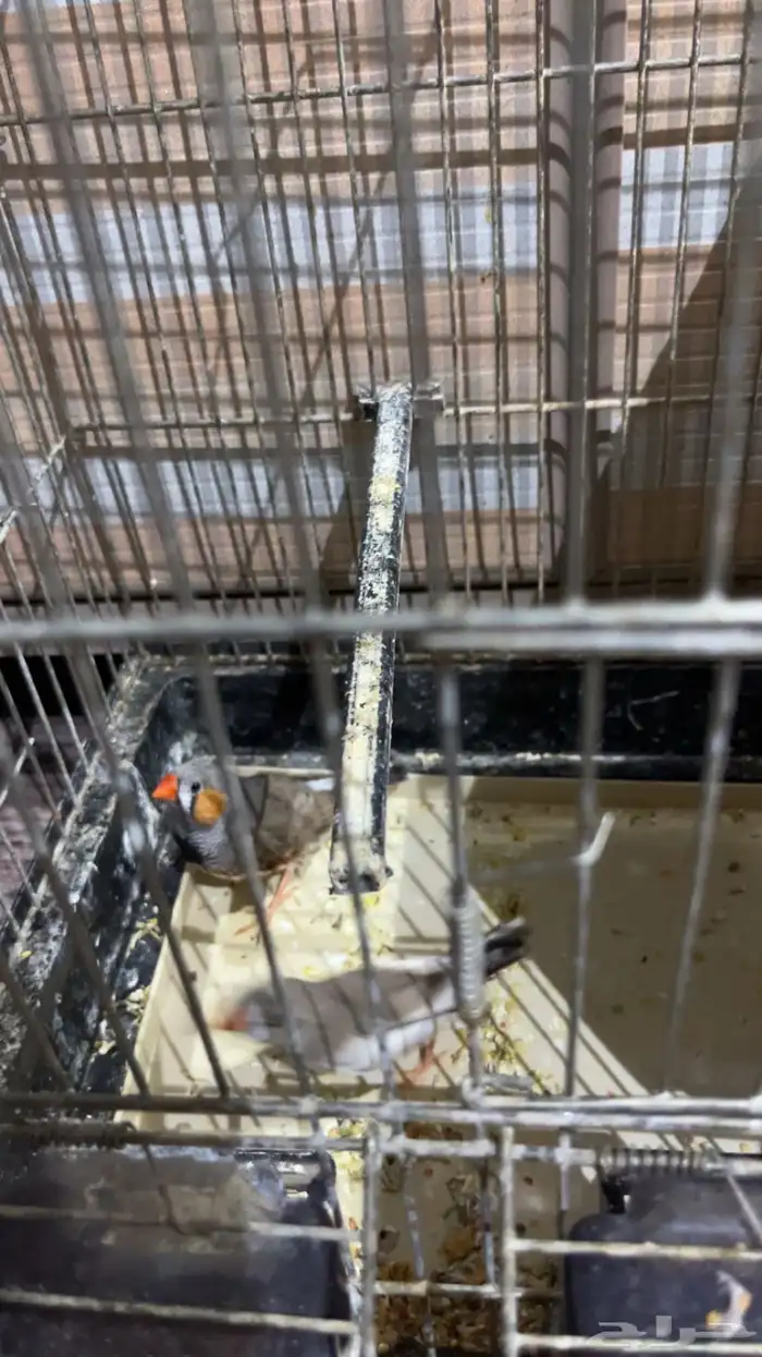 طيور زيبرة جوز 4