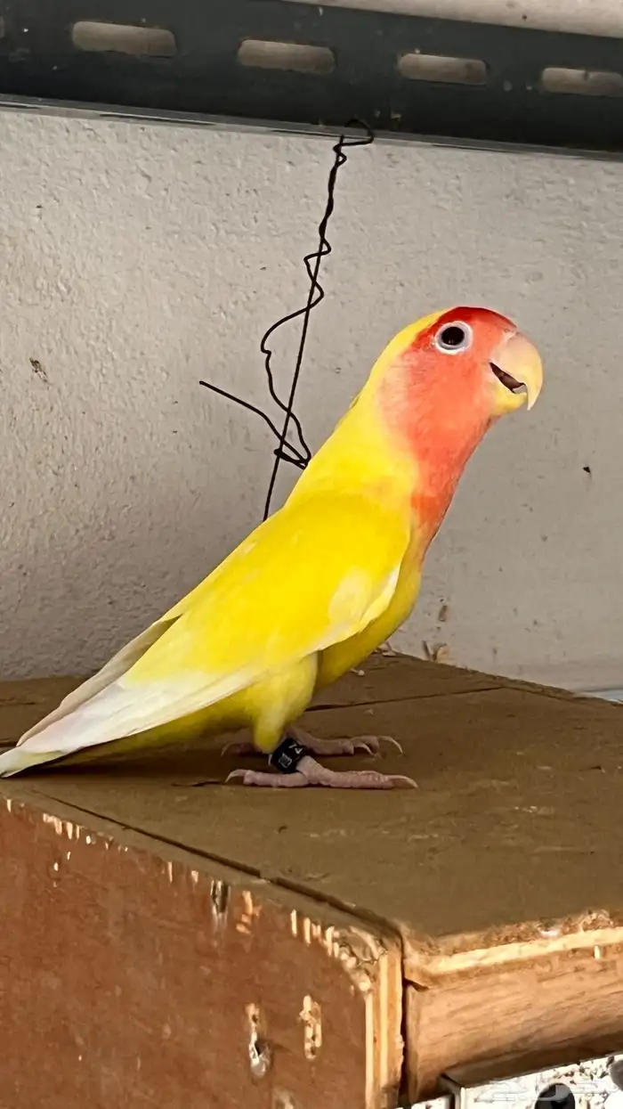 انثى روز منتجه ومعها شهادة تحليل تم البيع 3