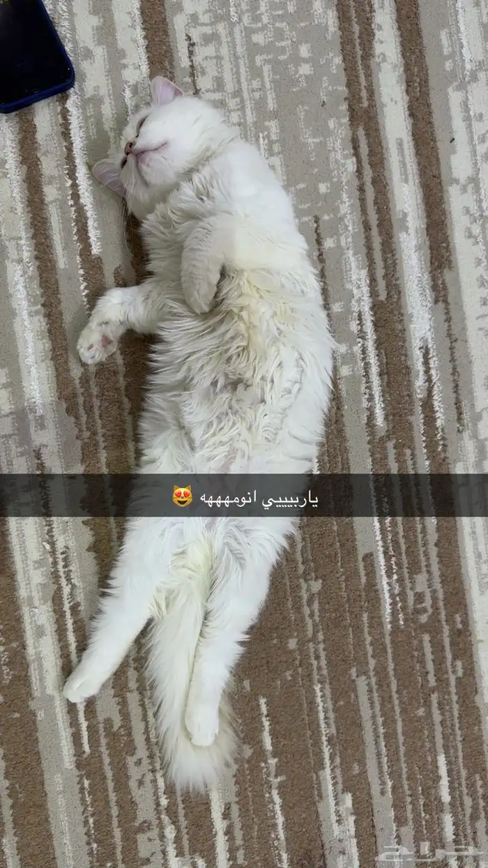 قطط 2