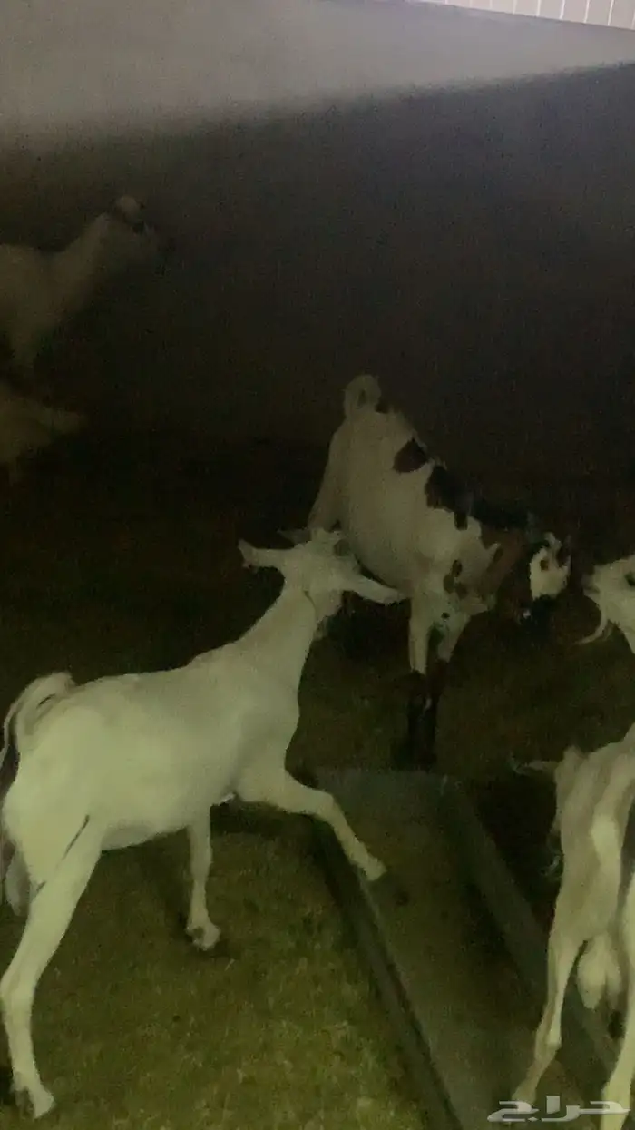 للبيع ذبايح طيبه شحم ولحم 8