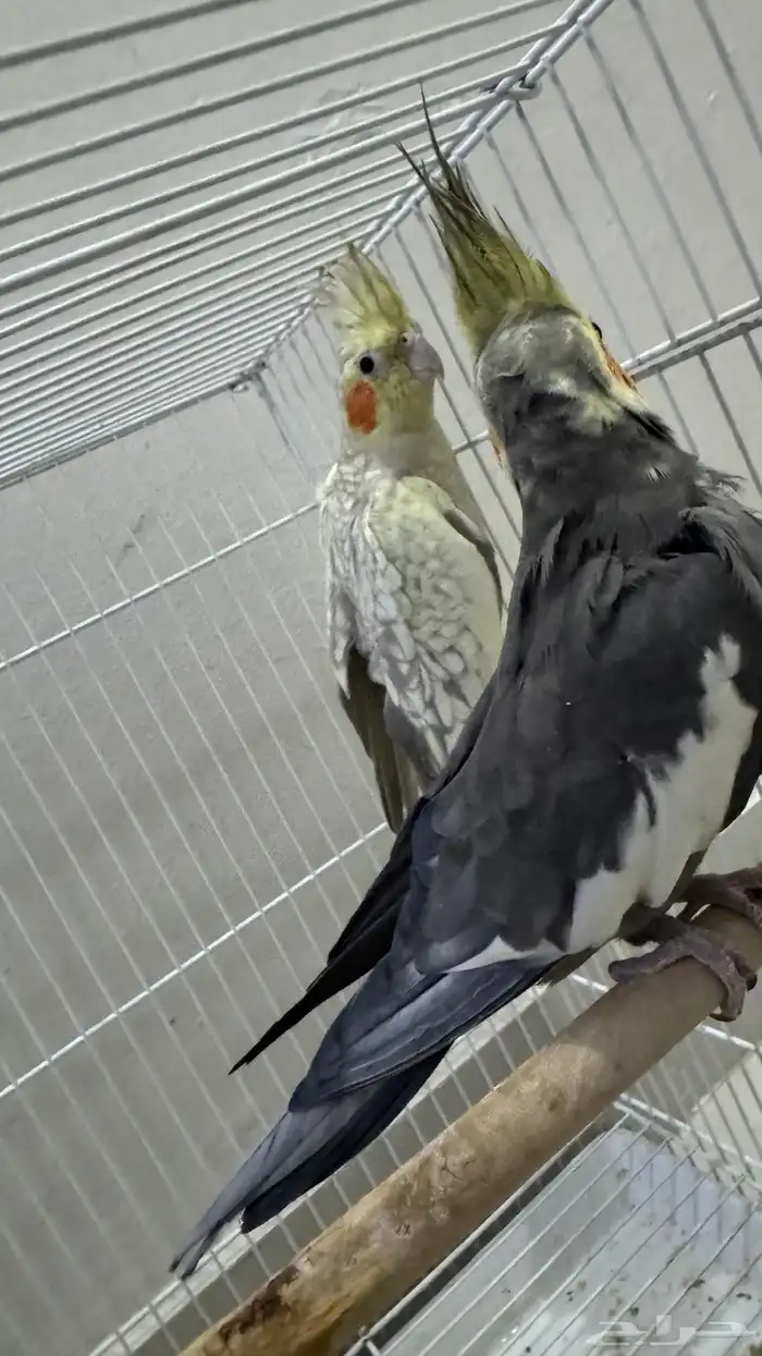كوكتيل طيور وبادجي طيور زينه birds 3