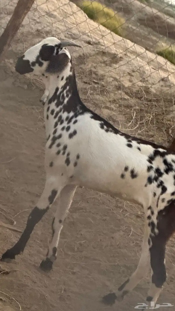 شاه مرخه 4