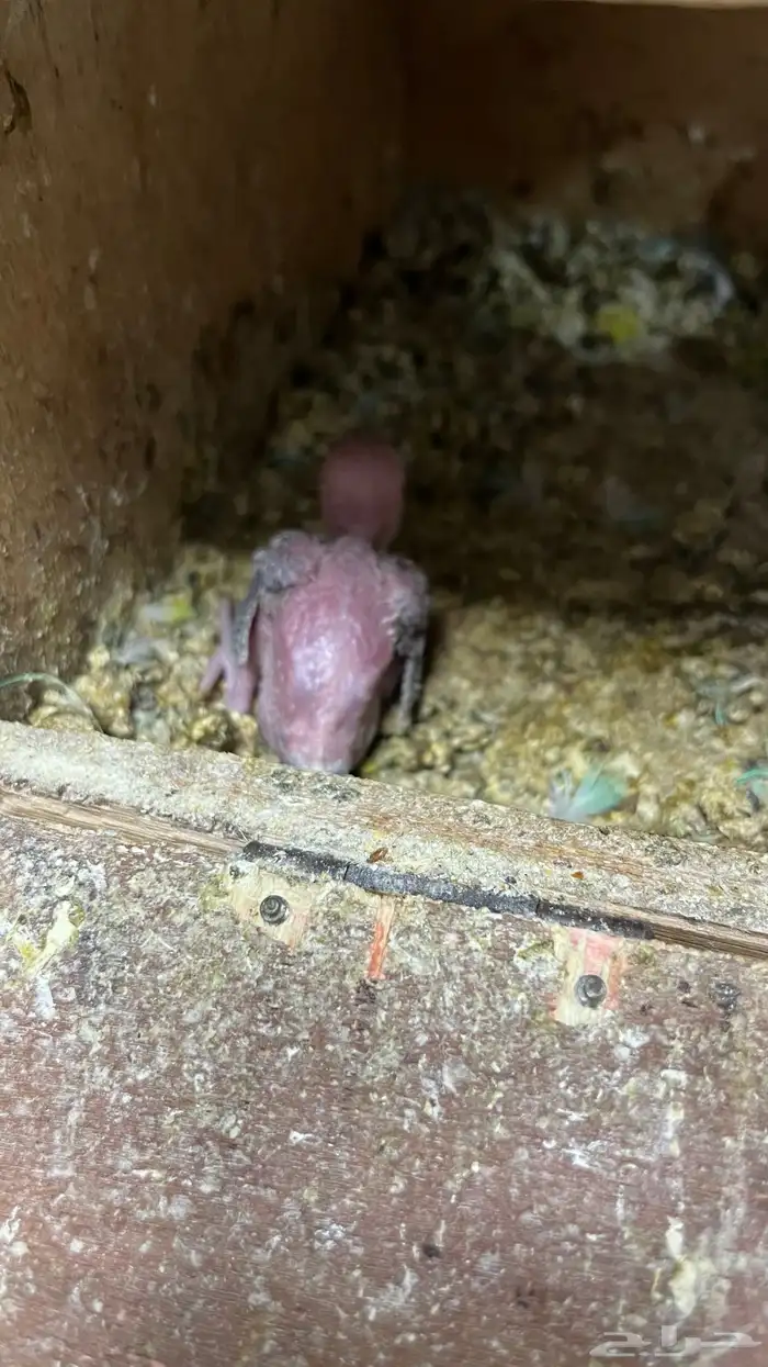 اجوز عصافير بعيالهم 2