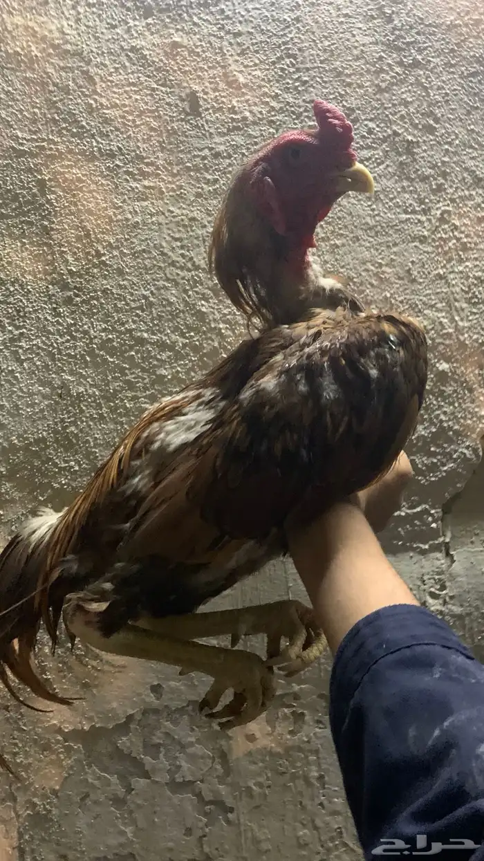 ديك باكستاني ميوالي للبدل فقط 3