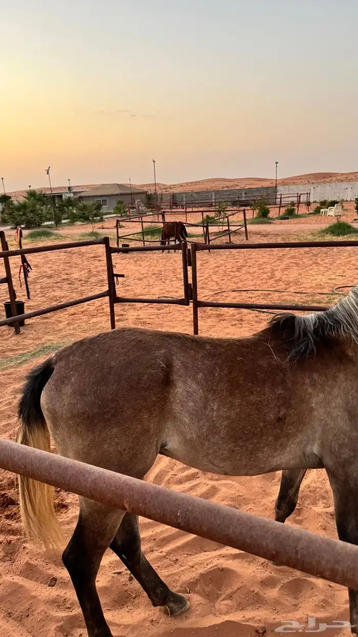 مهر واهو 3
