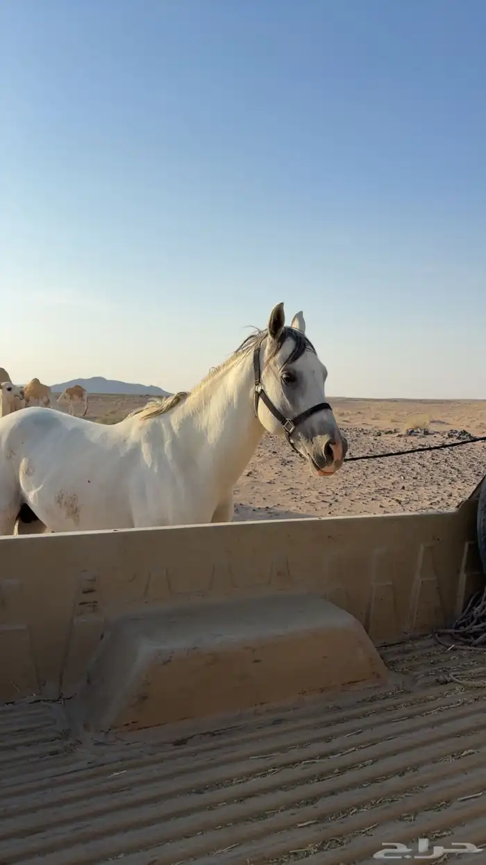 حصان جزيري ورق بطللل 1