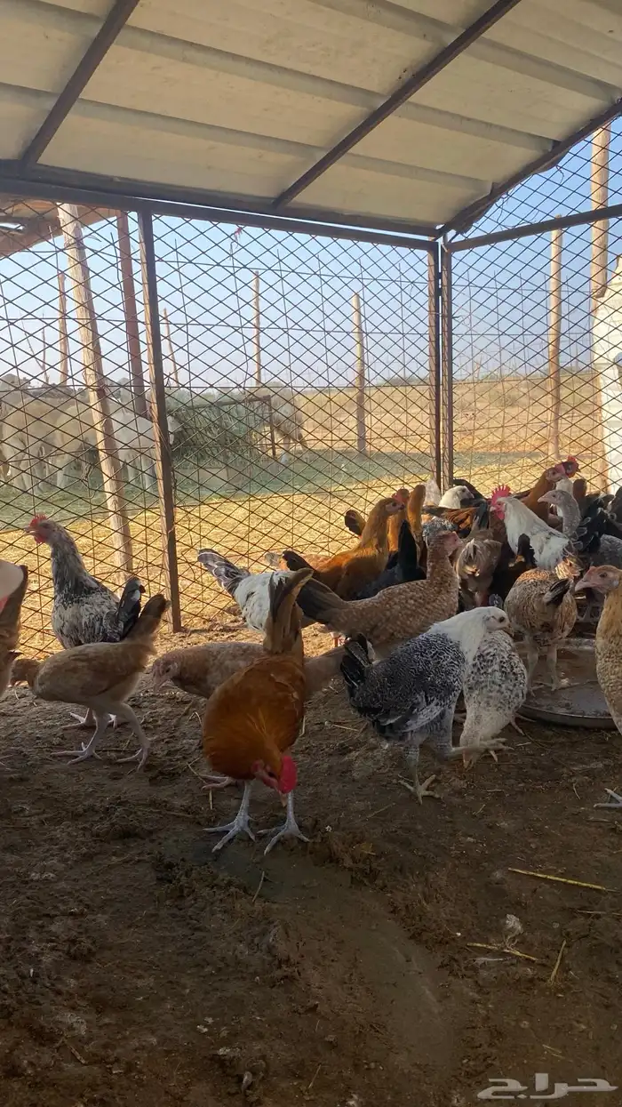 فرانيج دجاج بلدي القنفذه 2