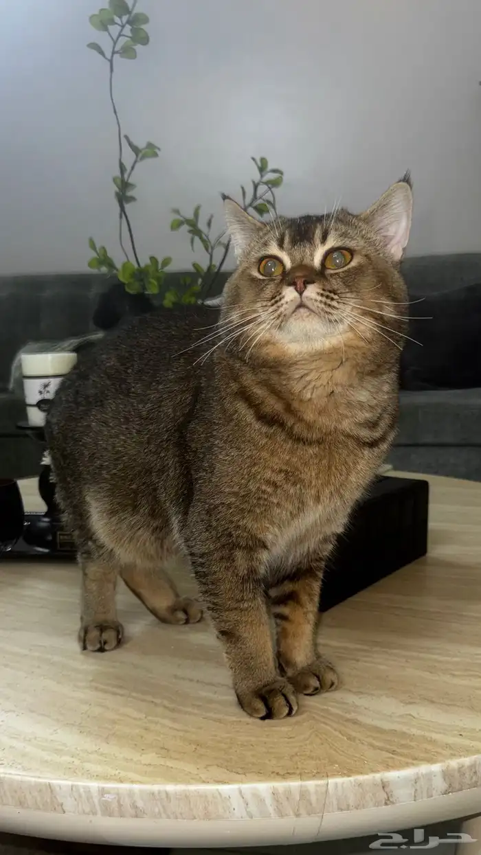 لتزاوج نوع القطط برتش قولد Ny27 0