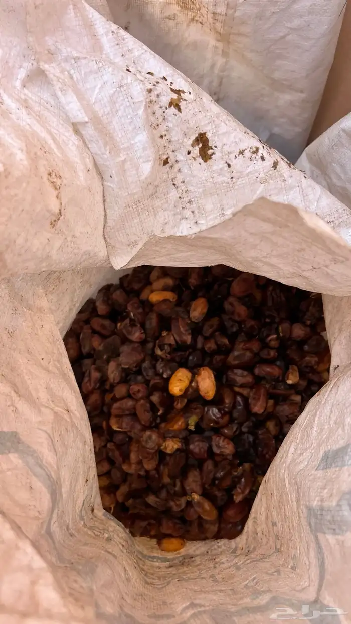 تمر علف للبهايم طري وليس يابس 2