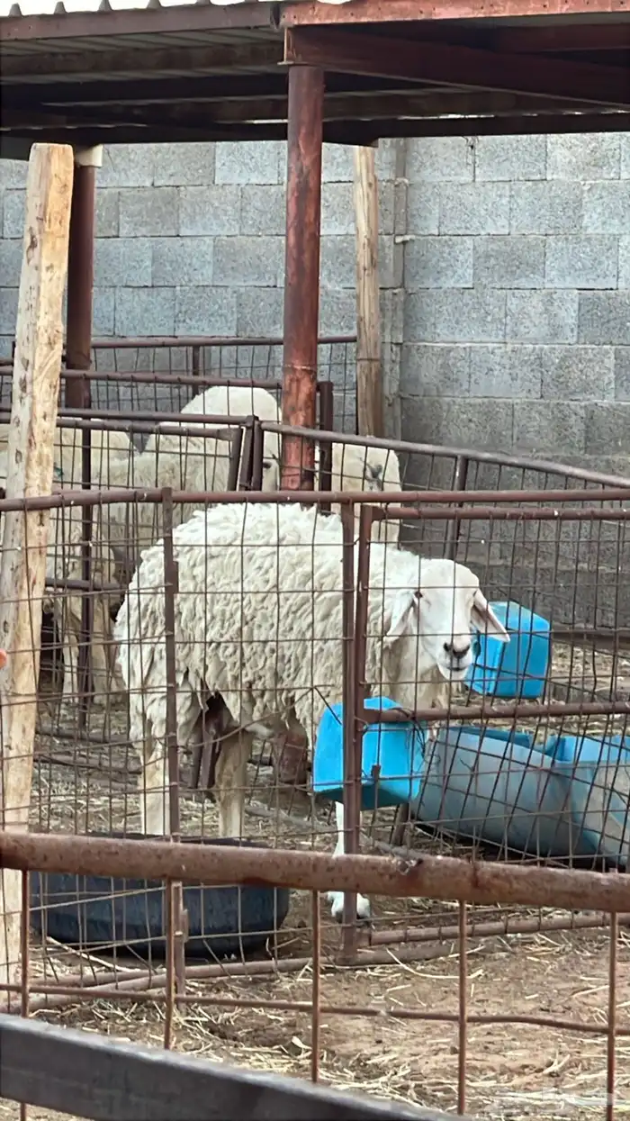 مطلوب اغنام ماتلقح نجد صنف وحري صنف عندها مشاكل سمنه وارحام 0