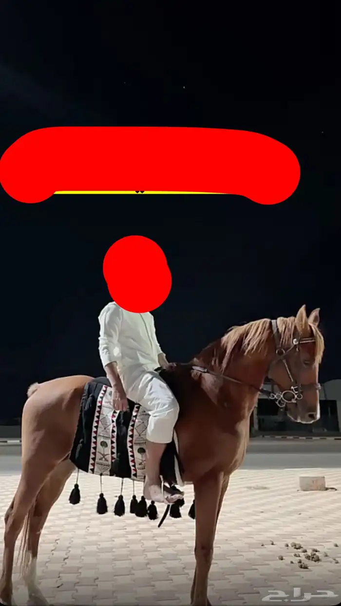 حصان 0