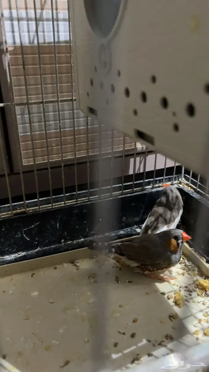 طيور زيبرة جوز 2