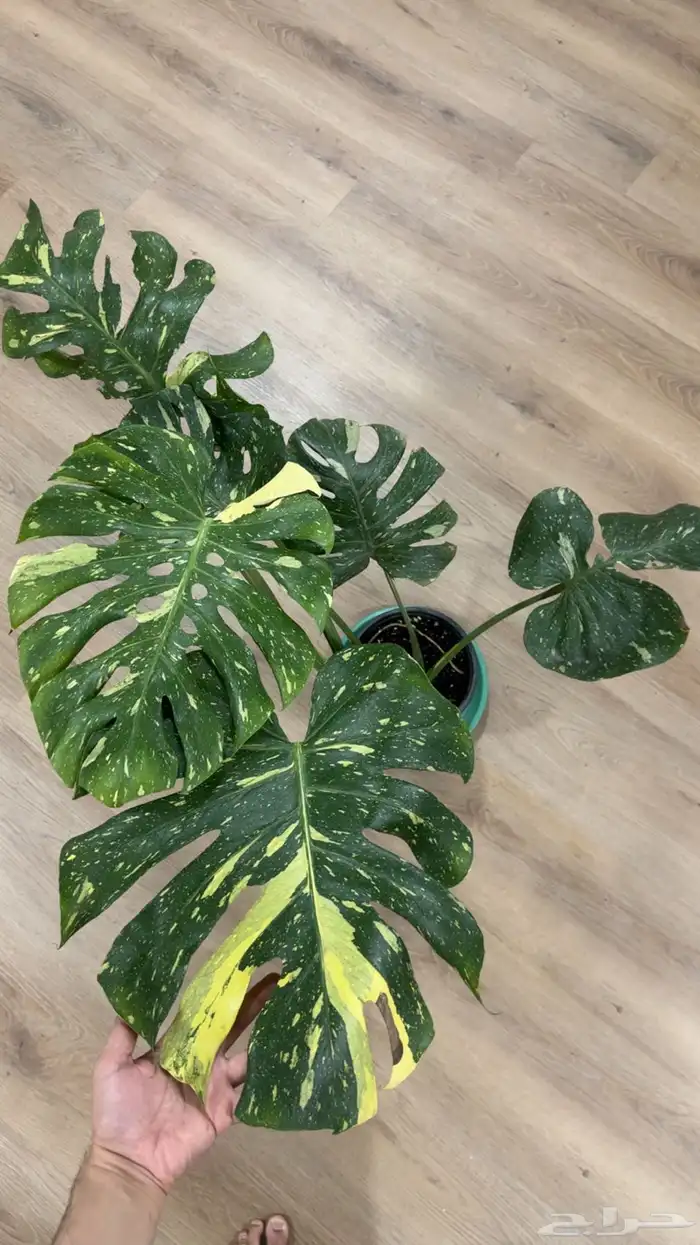 مونستيرا تاي كونستليشن 0