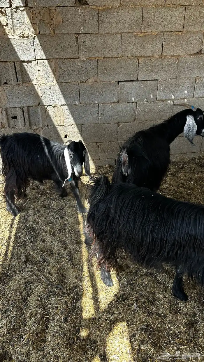 معزاء مضاريع تم البيع 4