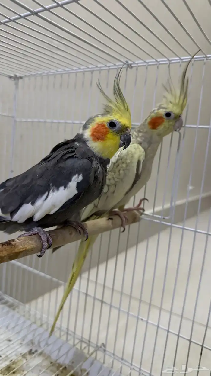 كوكتيل طيور وبادجي طيور زينه birds 0