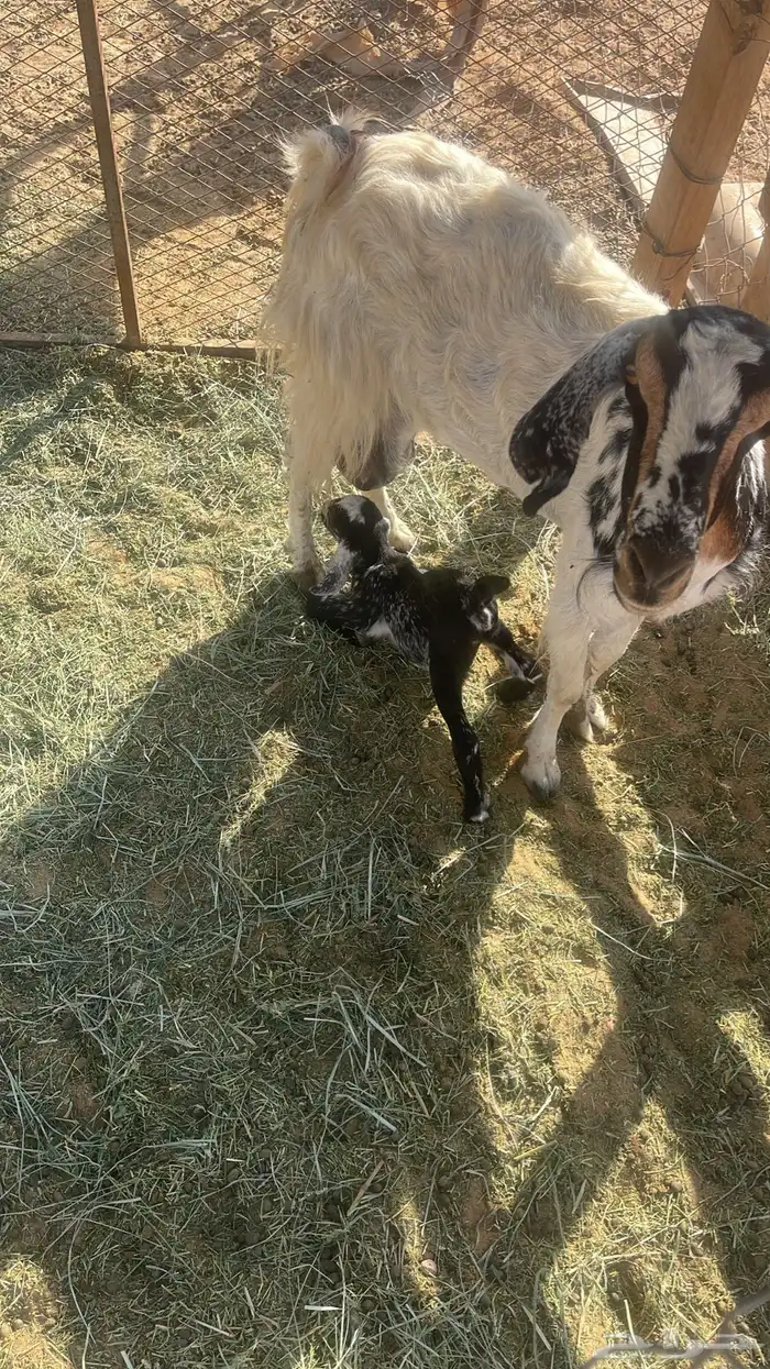 عنز رباع والد اليوم ( تم البيع ) 2