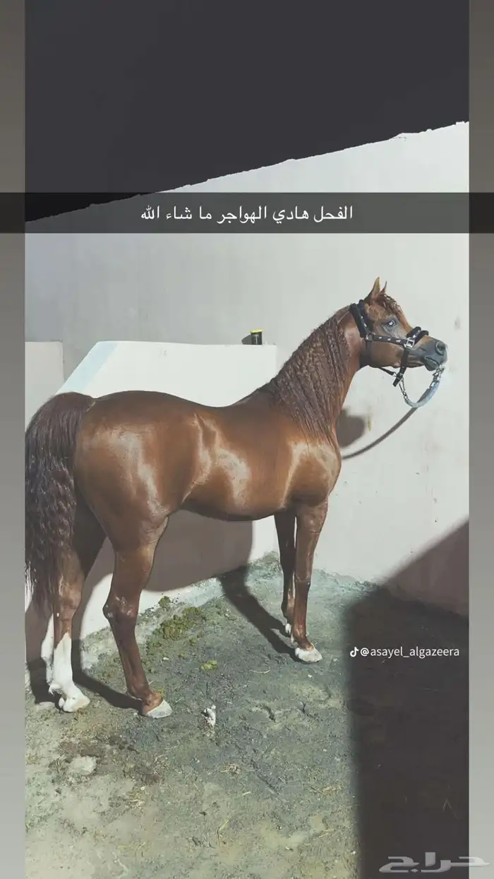 فرس شعبيه فاخره 3