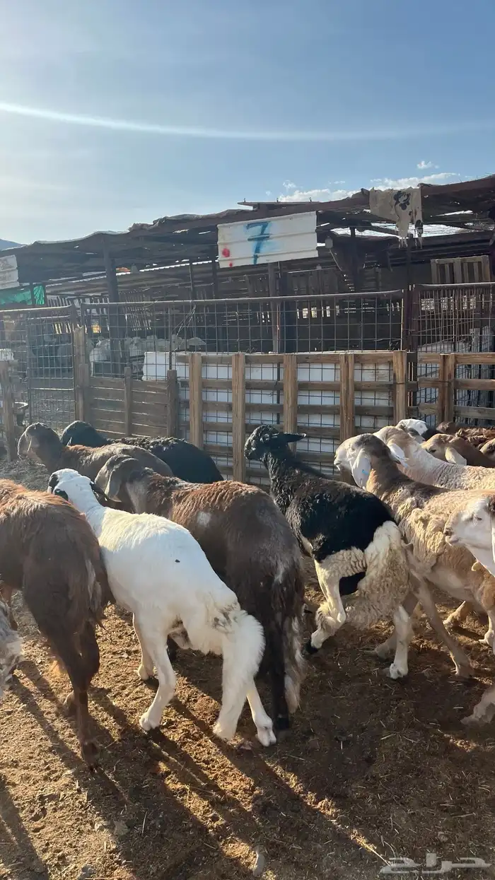 طليان سواكن حمري 15