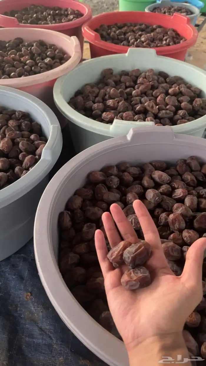 للبيع تمر حلوه بقعاء 9