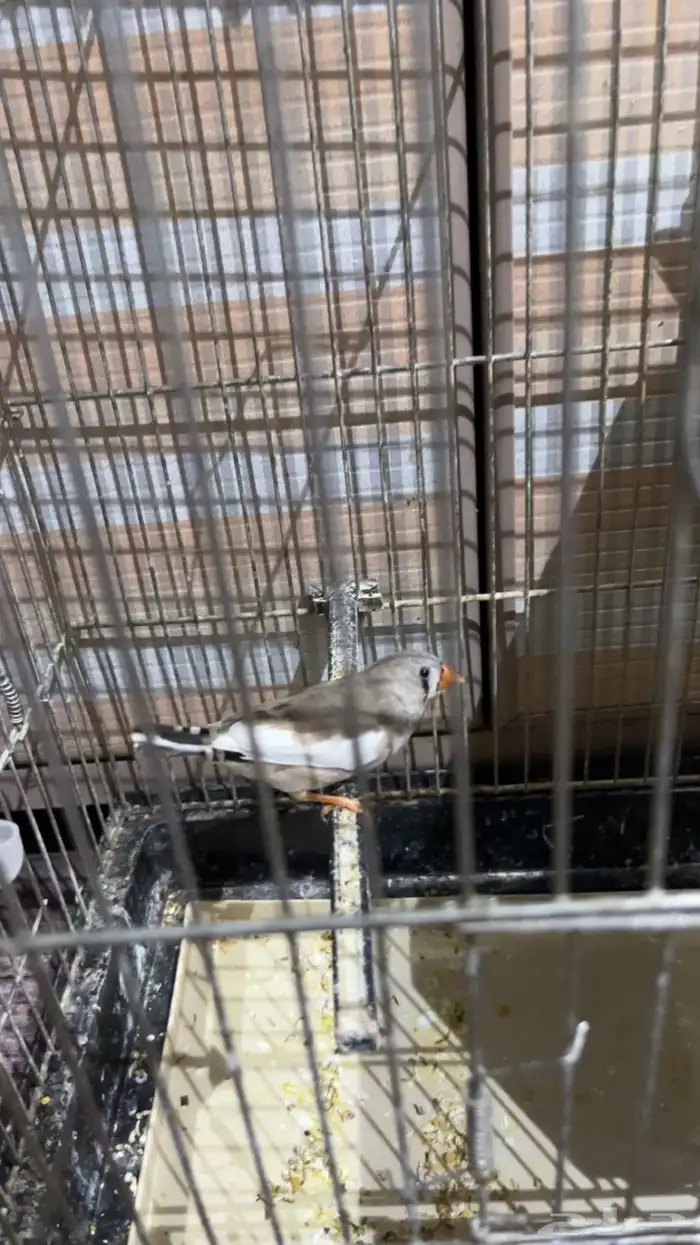 طيور زيبرة جوز 1